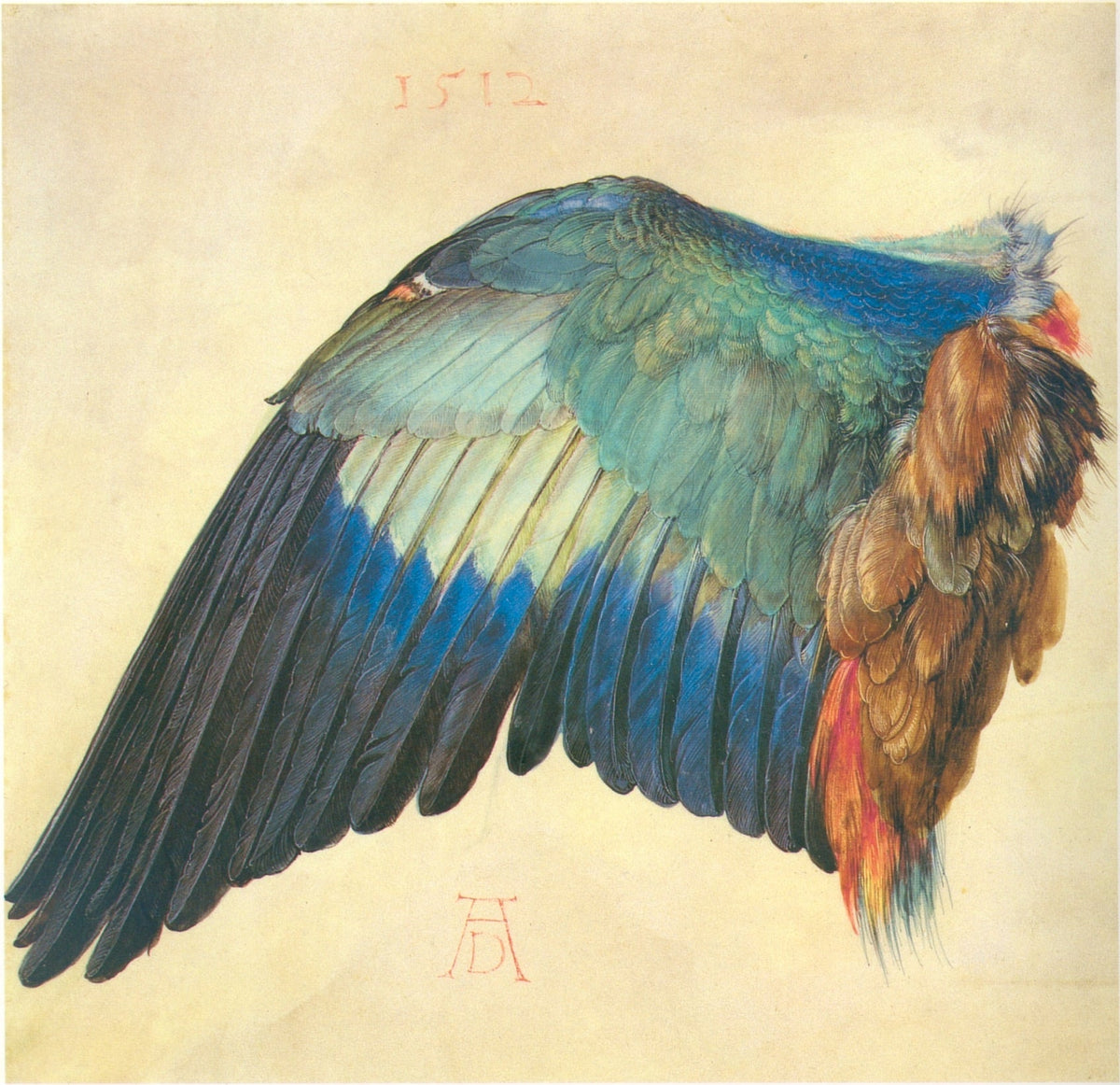 L’Aile de rollier bleu, Albrecht Dürer