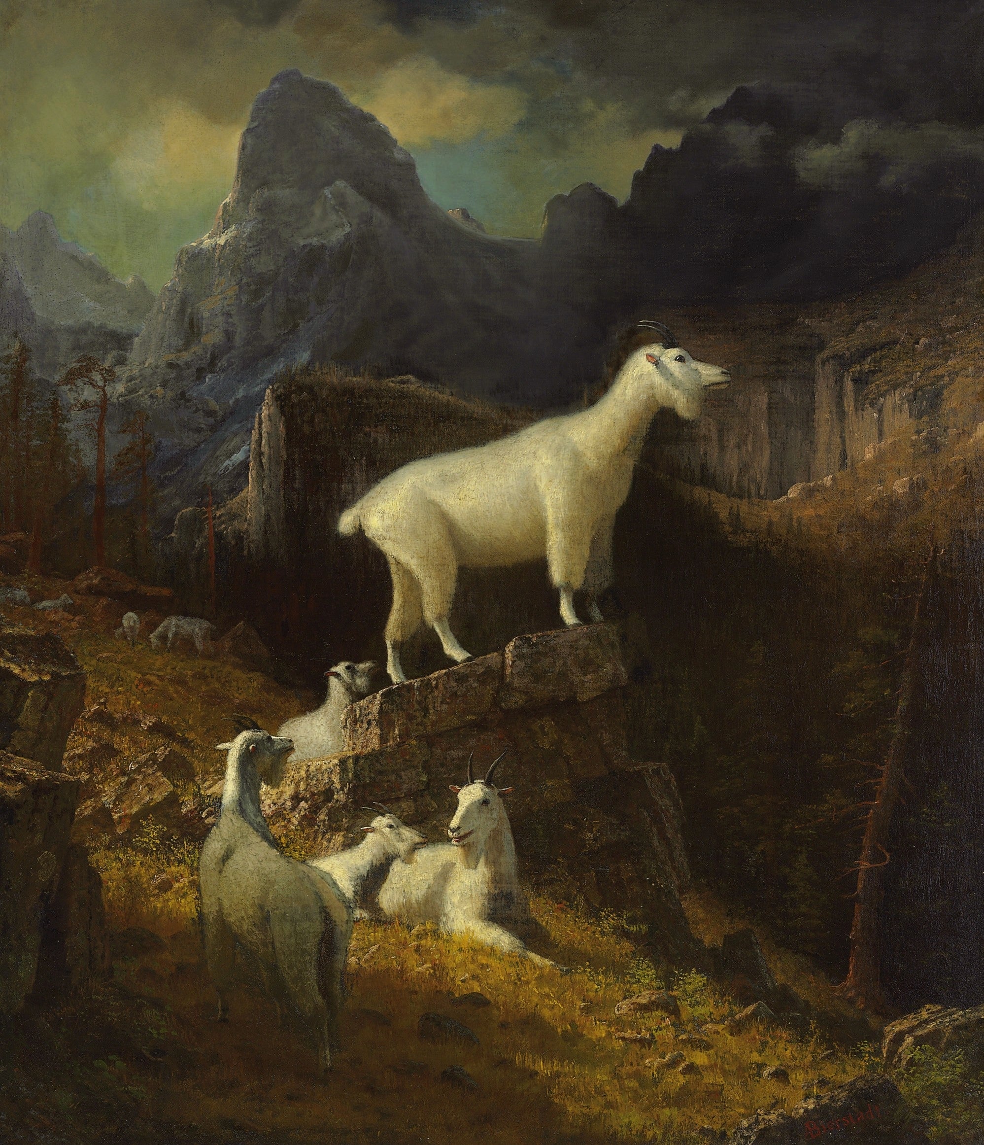 Chèvres des montagnes Rocheuses - Albert Bierstadt