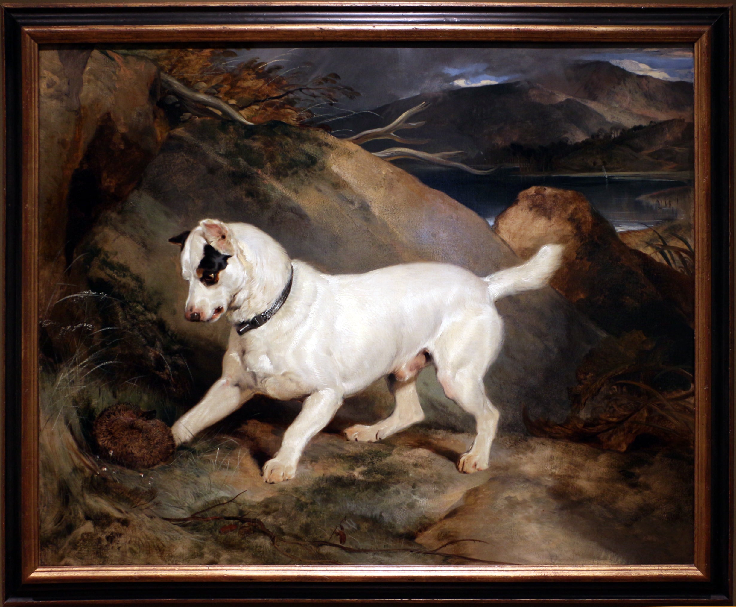 Portrait d'un terrier, propriété d'Owen Williams, ESQ., député (Jocko avec un hérisson) - Edwin Henry Landseer