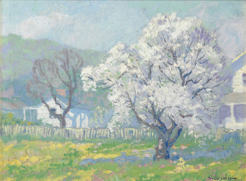 Cerisiers en fleurs – Frank Nuderscher