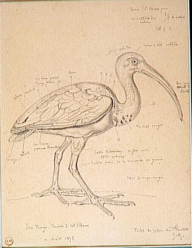 Étude d'un ibis rouge - Gustave Moreau
