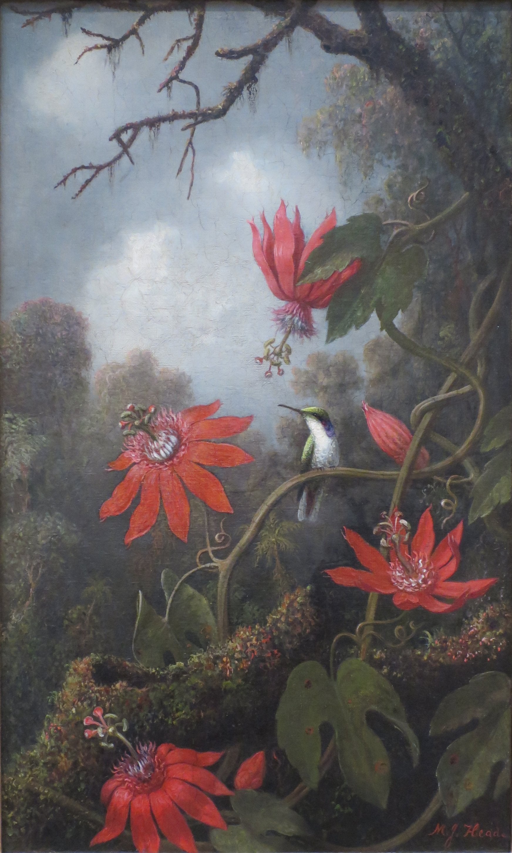 Colibri et passiflores - Martin Johnson Heade