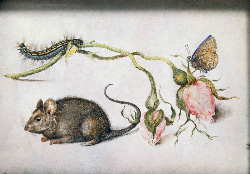 Une souris et une rose - Jan Brueghel l'Ancien