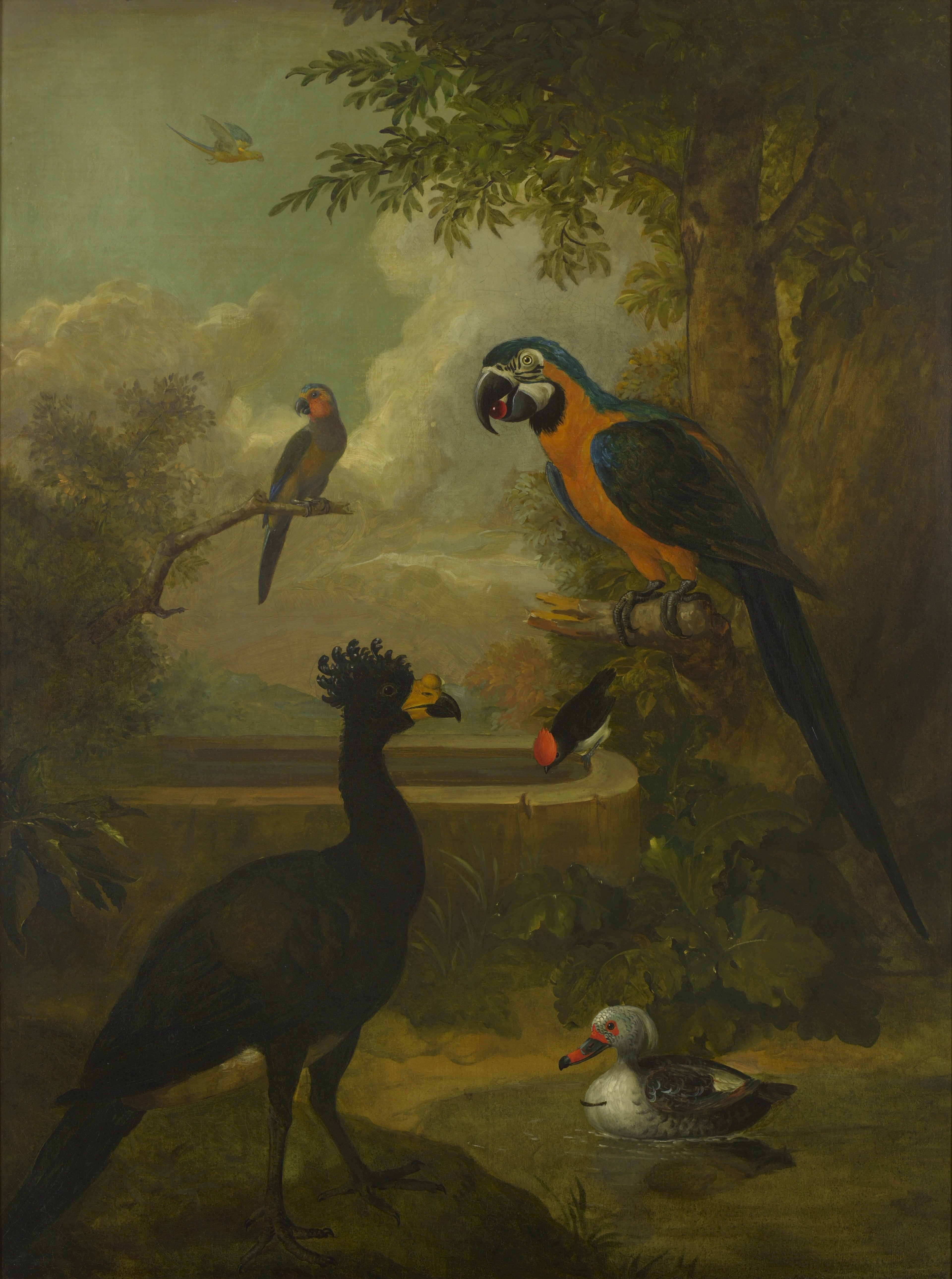 Ara et autres oiseaux dans un paysage - Tobias Stranover
