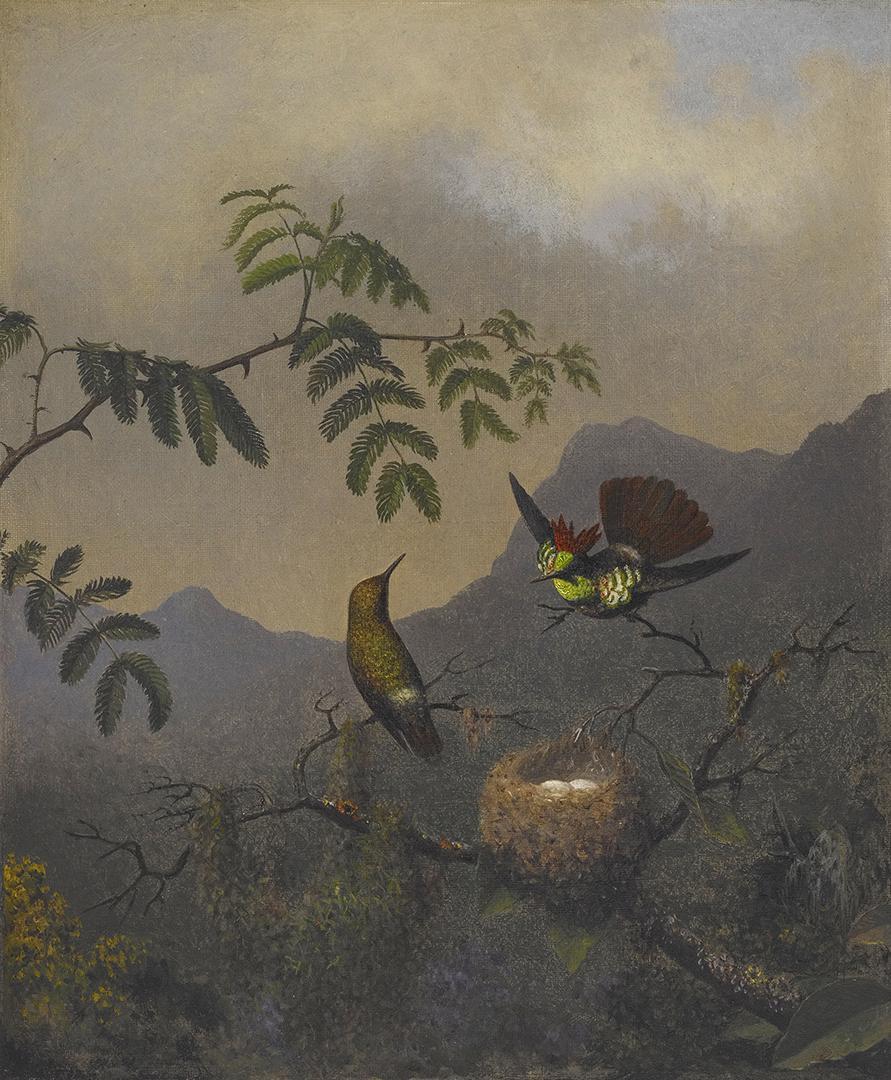 Coquette à volants - Martin Johnson Heade
