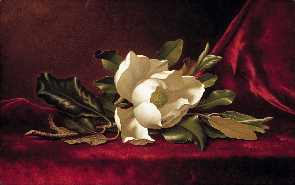 La fleur de magnolia - Martin Johnson Heade