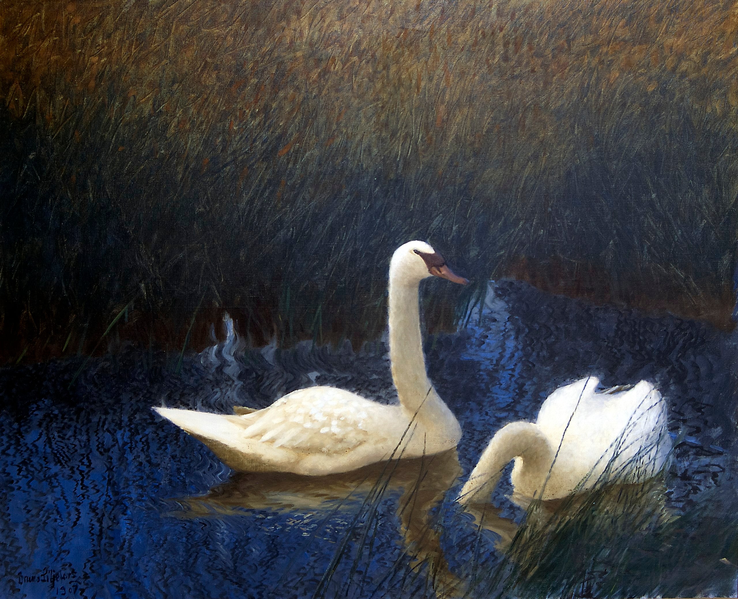 Cygnes dans les roseaux - Bruno Liljefors