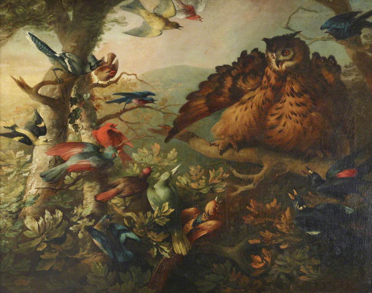 Le harcèlement d'un hibou moyen-duc par d'autres oiseaux - Tobias Stranover