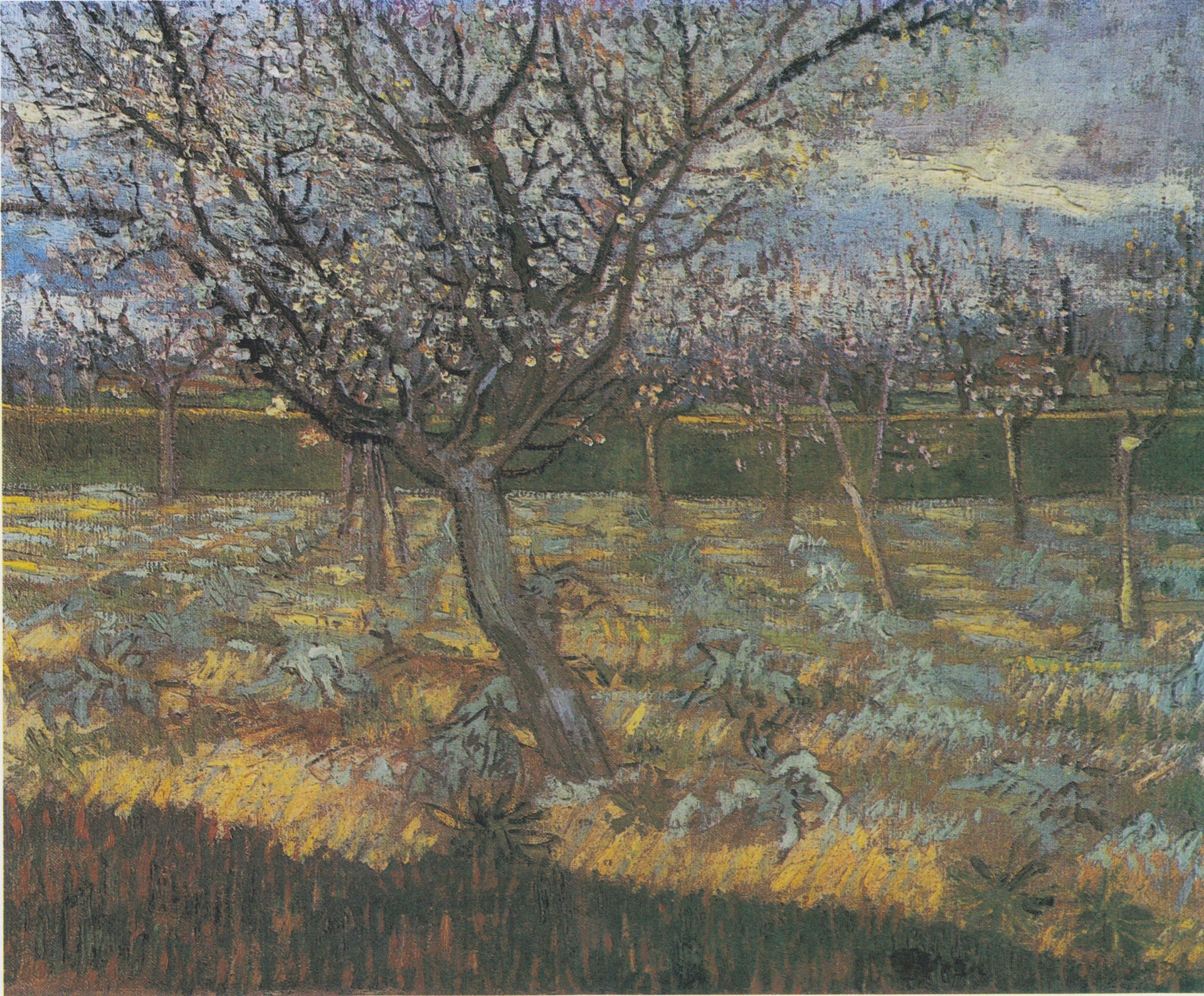 Abricotiers en fleurs, F556 — verger sombre ponctué de fleurs claires peint par Vincent van Gogh