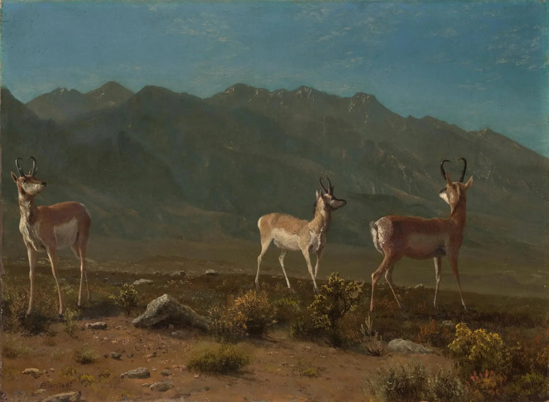 アンティロープ（アリゾナのアンティロープ） - アルベール・ビールシュタット

Source:
Antilope (Antilope de l'Arizona) - Albert Bierstadt