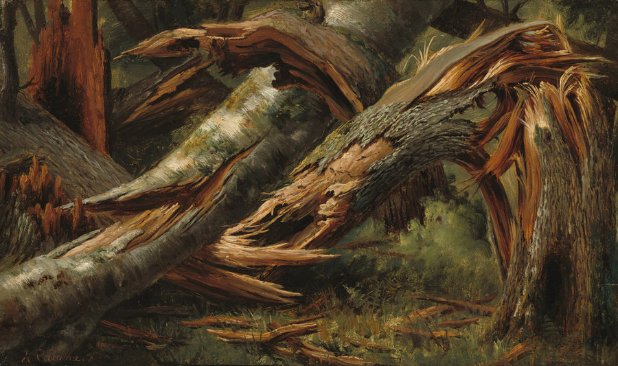 Arbre tombé - Alexandre Calame