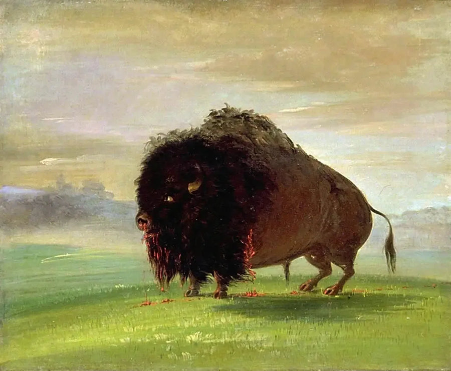 傷ついたバイソン、草原に血を流す - ジョージ・キャトリン

Source:
Bison blessé, répandant son sang sur les prairies - George Catlin