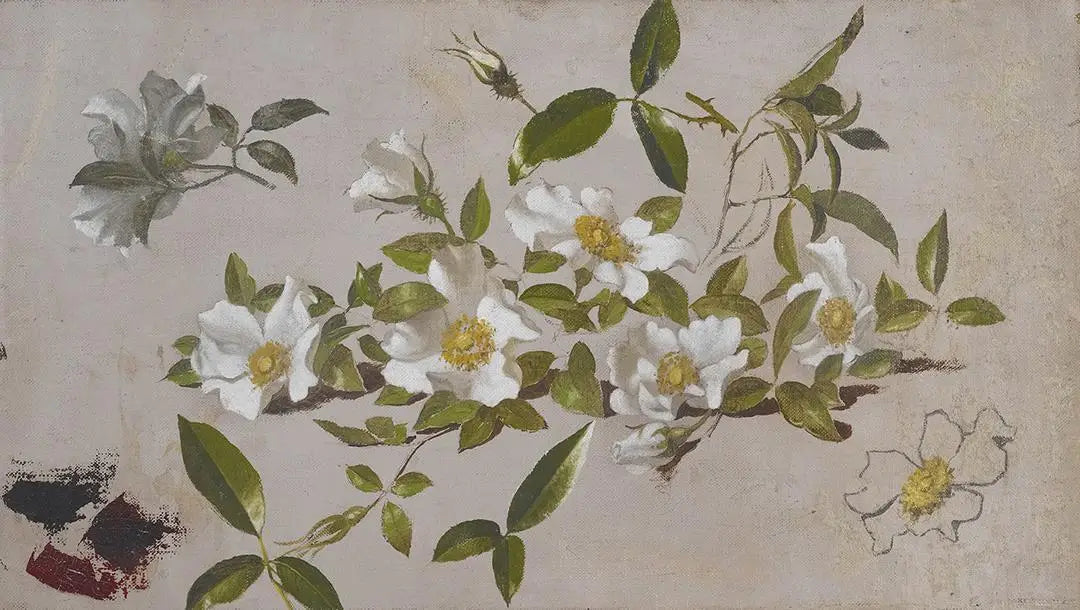 Branches de roses Cherokee - Martin Johnson Heade - Alpha Reproduction