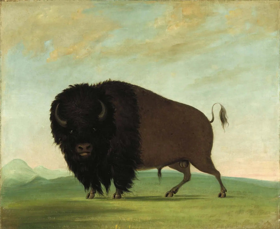 草原で草を食べる雄のバッファロー - ジョージ・キャトリン

Source:
Buffle mâle broutant dans la prairie - George Catlin