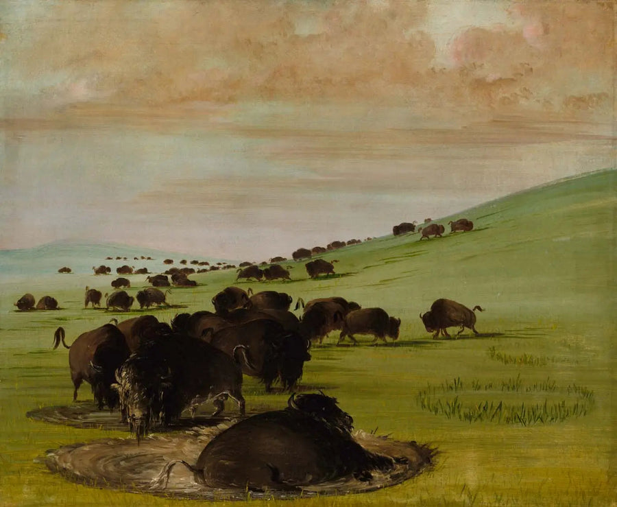 オスのバッファローが泥沼の中にいる - ジョージ・キャトリン

Source:
Buffles mâles dans un bourbier - George Catlin