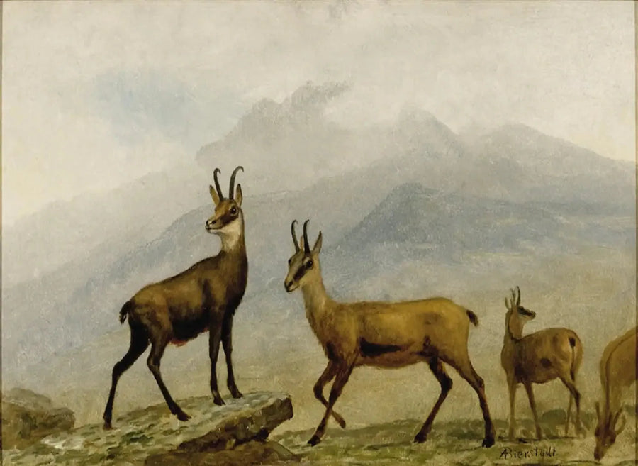 シャモワ - アルバート・ビアシュタット

Source:
Chamois - Albert Bierstadt