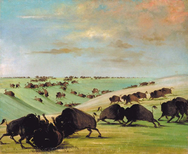 レースシーズン中のバッファローブタの闘牛、ハイムズ Missouri - ジョージ・キャトリン

Source:
Combats de taureaux de buffle pendant la saison de course, Haut-Missouri - George Catlin
