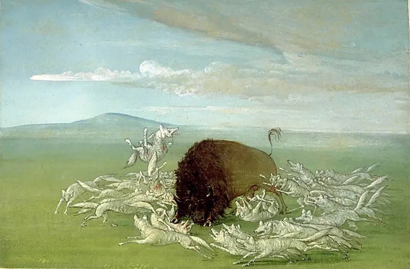 白いオオカミが雄のバイソンを攻撃している - ジョージ・キャトリン

Source:
Des loups blancs attaquent un bison mâle - George Catlin