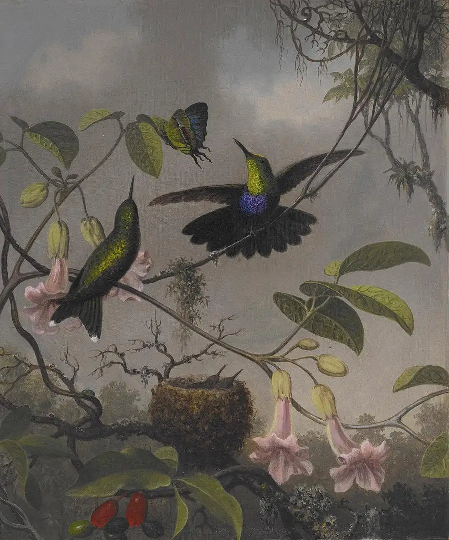 Dryade à queue fourchue - Martin Johnson Heade - Alpha Reproduction