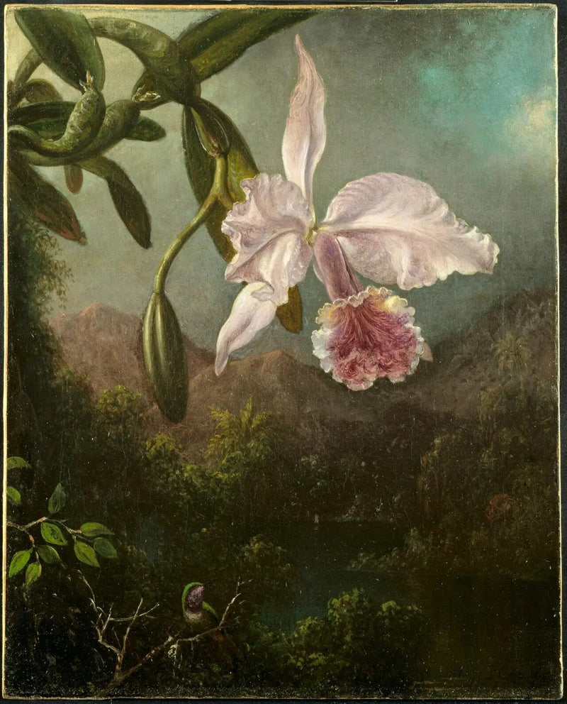 蘭の花 - マーティン・ジョンソン・ヒード

Source:
Fleurs d'orchidées - Martin Johnson Heade