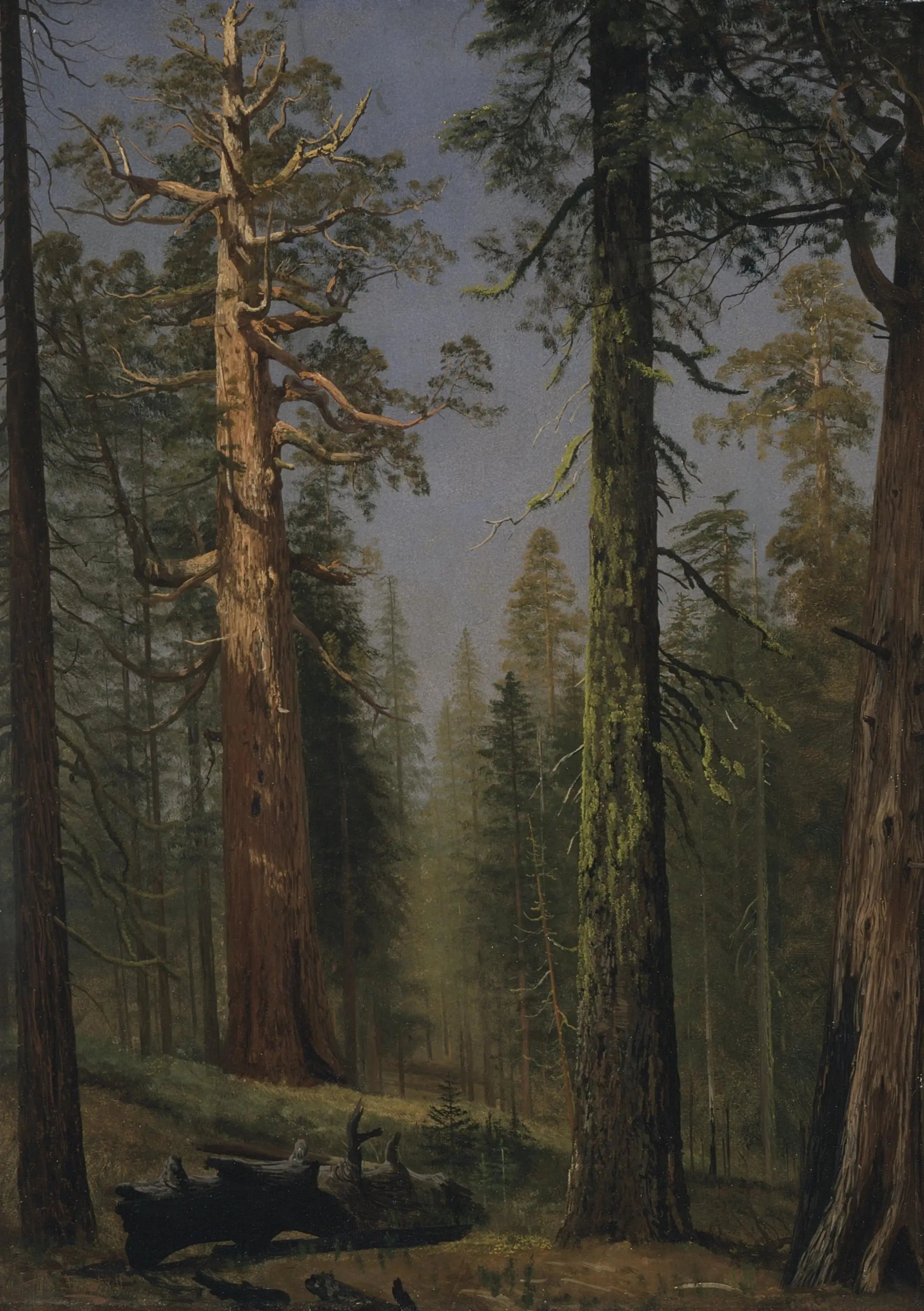 Le séquoia géant Grizzly, Mariposa Grove, Californie - Albert Bierstadt image 1 reproduction réalisée par Alpha Reproduction