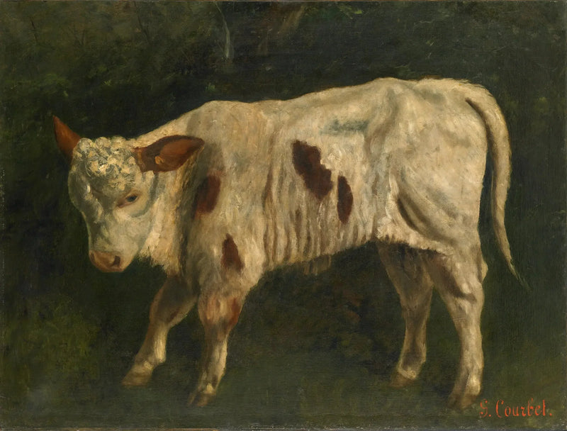 白い子牛 - ギュスターヴ・クールベ