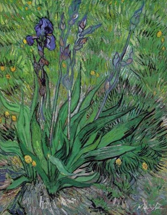 Les iris II - Van Gogh - Reproductions de tableaux et peintures haut de gamme