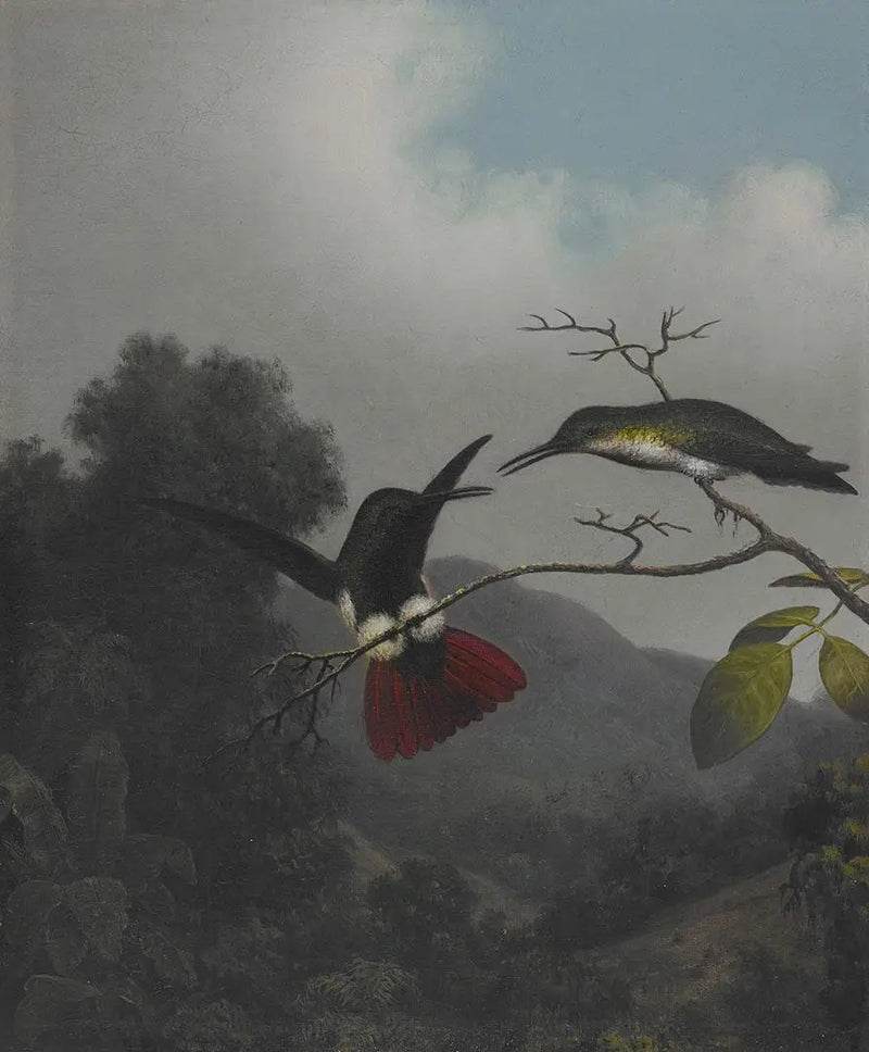 ブラックスロートマンゴー - マーティン・ジョンソン・ヒード

Source:
Mangue à gorge noire - Martin Johnson Heade
