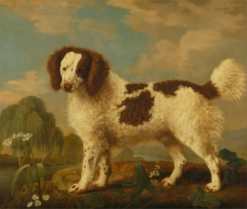 ノーフォークまたはウォータースパニエル 茶色と白 - ジョージ・スタブス

Source:
Norfolk ou Water Spaniel brun et blanc - George Stubbs