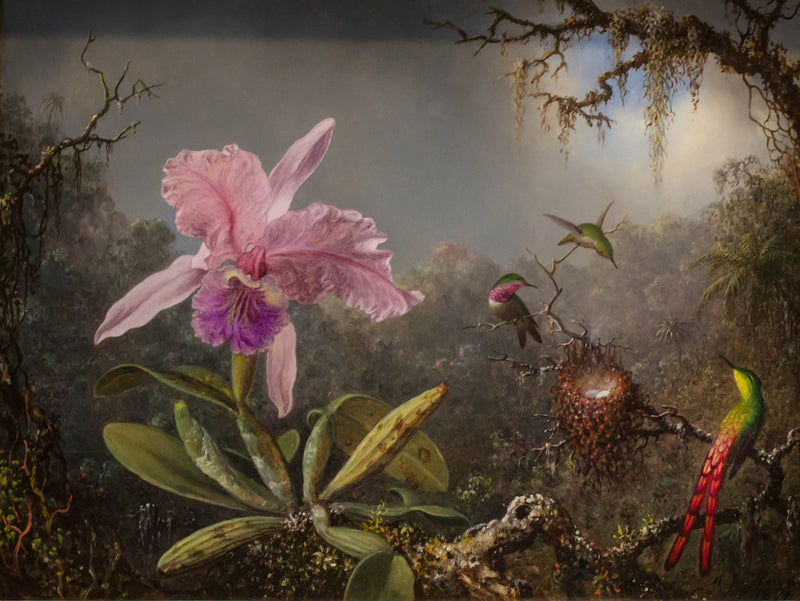 オーキッド・キャトレアと三羽のハチドリ - マーティン・ジョンソン・ヒード

Source:
Orchidée Cattleya et trois colibris - Martin Johnson Heade