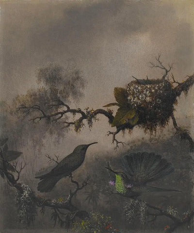 Oreille violette à ventre blanc - Martin Johnson Heade - Alpha Reproduction