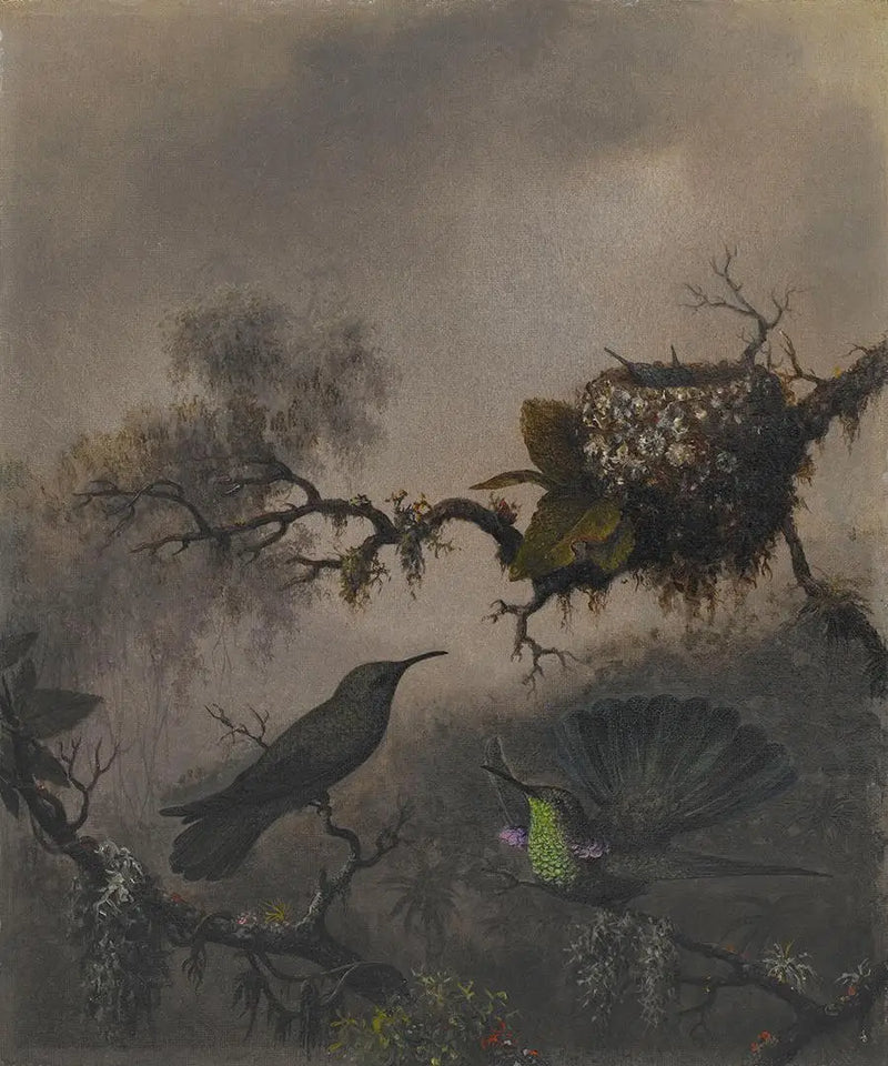 白腹紫耳鳥 - マーティン・ジョンソン・ヒード

Source:
Oreille violette à ventre blanc - Martin Johnson Heade