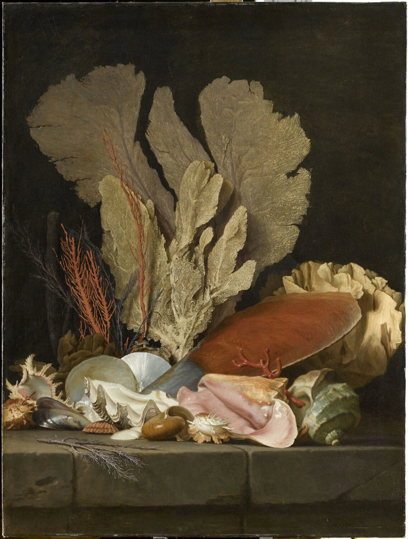 Panaches de mer, lithophytes et coquilles - Anne Vallayer-Coster