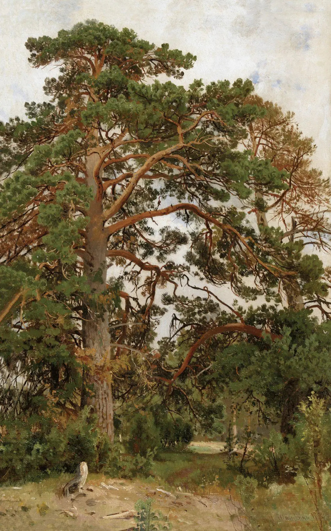 Paysage avec pins - Ivan Chichkine image 1 reproduction artisanale de tableau