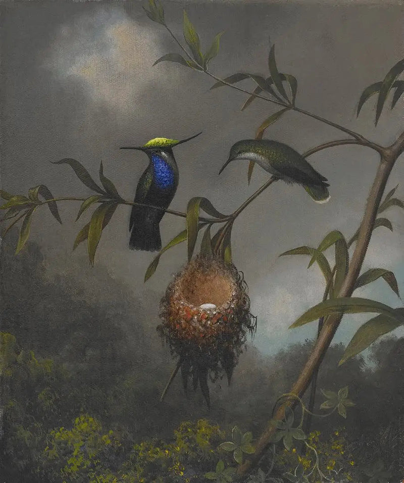 クロウタドリ（胸黒） - マーティン・ジョンソン・ヒード

Source:
Roitelet à poitrine noire - Martin Johnson Heade