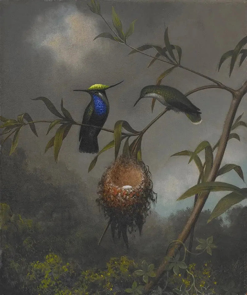 クロウタドリ（胸黒） - マーティン・ジョンソン・ヒード

Source:
Roitelet à poitrine noire - Martin Johnson Heade