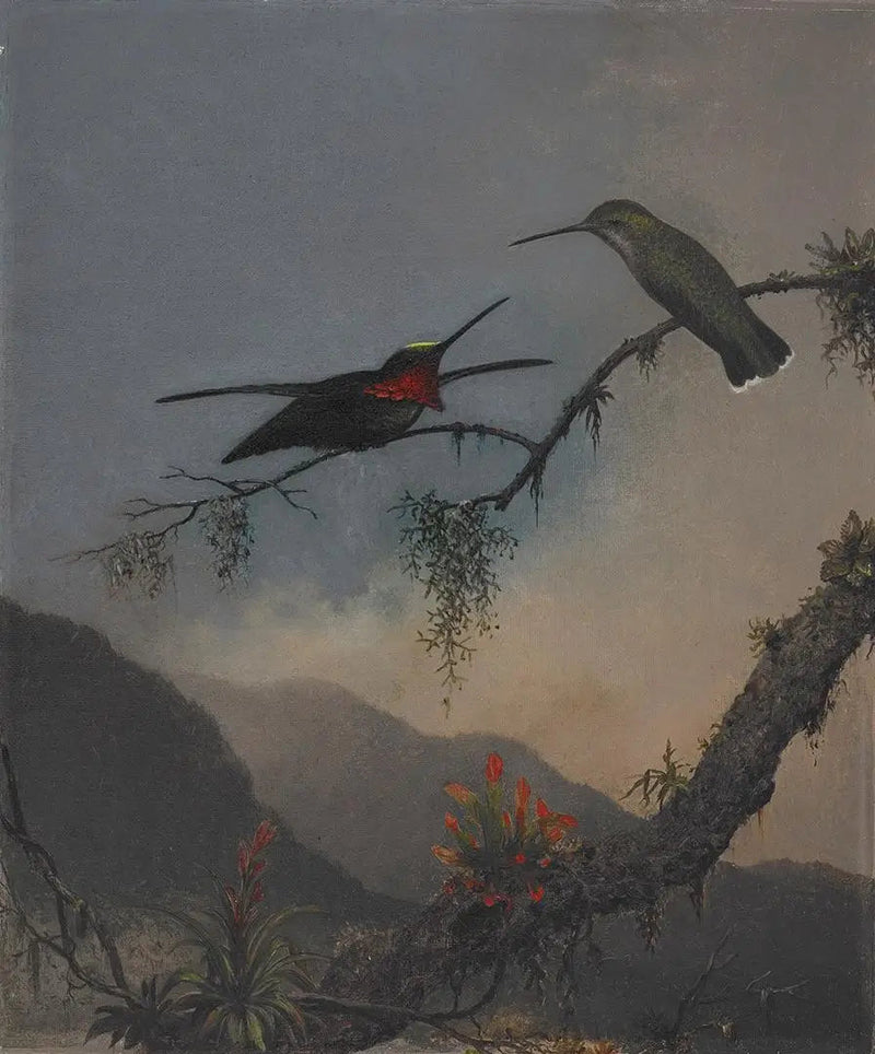 ストースホートの縞模様の胸 - マーティン・ジョンソン・ヒード

Source:
Starthroat à poitrine rayée - Martin Johnson Heade