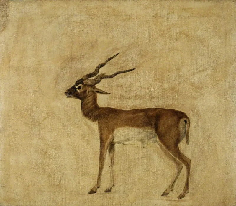 シカの角を持つアンテロープ - ジョージ・スタブズ

Source:
Un antilope cervicapre - George Stubbs
