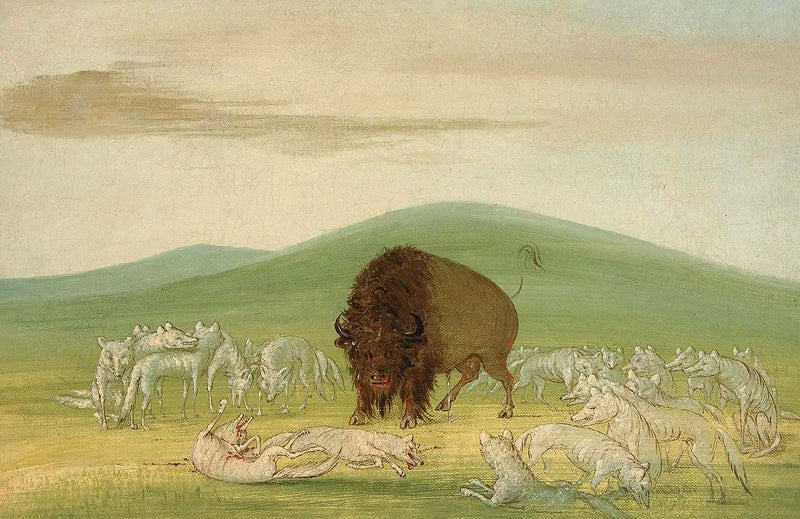 負傷したバイソンと白いオオカミに囲まれた - ジョージ・キャトリン

Source:
Un bison blessé entouré de loups blancs - George Catlin