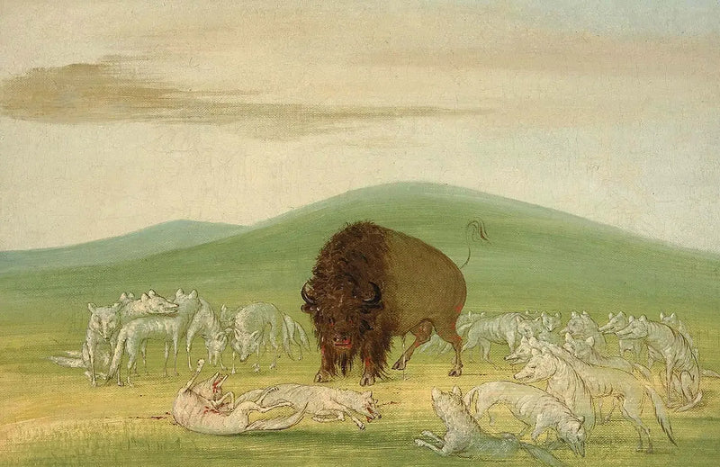 負傷したバイソンと白いオオカミに囲まれた - ジョージ・キャトリン

Source:
Un bison blessé entouré de loups blancs - George Catlin