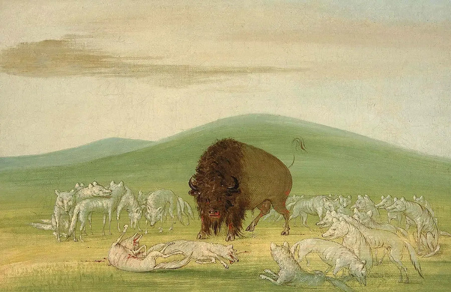 負傷したバイソンと白いオオカミに囲まれた - ジョージ・キャトリン

Source:
Un bison blessé entouré de loups blancs - George Catlin