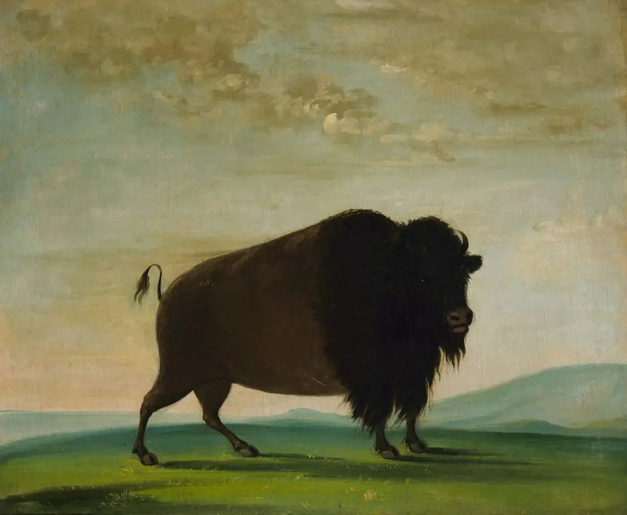 草原で草を食べるバイソン - ジョージ・キャトリン

Source:
Vache bison broutant dans la prairie - George Catlin